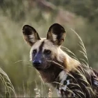 African wild dog in Klaserie Private Nature Reserve, South Africa
