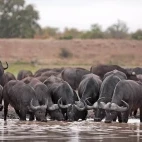 African buffalo in Kruger National Park, South Africa