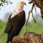 African fish eagle in Kruger National Park, South Africa