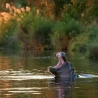 Hippo in Kruger National Park, South Africa