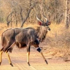 Nyala in Kruger National Park, South Africa