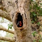Southern ground hornbill in Kruger National Park, South Africa