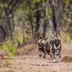 African wild dog in Kruger National Park, South Africa