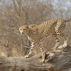 Cheetah in Kruger National Park, South Africa