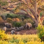 African elephant in Kruger National Park, South Africa
