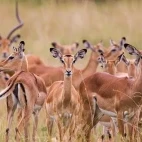 Impala in Kruger National Park, South Africa