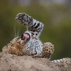 Leopard in Kruger National Park, South Africa