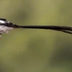 Pin-tailed whydah in Kruger National Park, South Africa