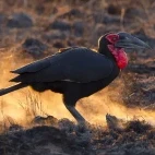 Southern ground hornbill in Kruger National Park, South Africa