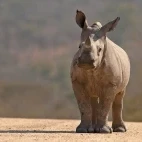 White rhino in Kruger National Park, South Africa