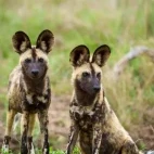 Wild dog in Kruger National Park, South Africa