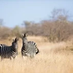 Zebra in Kruger National Park, South Africa