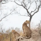 Cheetah in Sabi Sands Game Reserve, South Africa