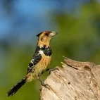 Crested barbet in Sabi Sands Game Reserve, South Africa