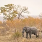 African elephant in Sabi Sands Game Reserve, South Africa