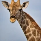 Giraffe in Sabi Sands Game Reserve, South Africa