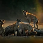 Hyena in Sabi Sands Game Reserve, South Africa