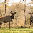 Nyala in Sabi Sands Game Reserve, South Africa
