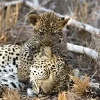 Leopard in Sabi Sands Game Reserve, South Africa