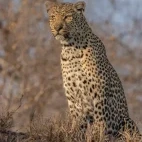 Leopard in Sabi Sands Game Reserve, South Africa
