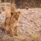 Lion cub in Sabi Sands Game Reserve, South Africa
