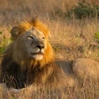 Lion in Sabi Sands Game Reserve, South Africa