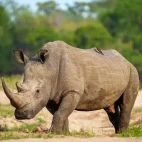 Rhino in Sabi Sands Game Reserve, South Africa