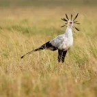 Secretarybird in Sabi Sands Game Reserve, South Africa