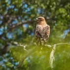Whalberg's eagle in Sabi Sands Game Reserve, South Africa