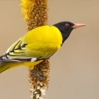 Black-headed oriole in Timbavati Private Game Reserve, South Africa