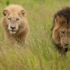 Lion in Timbavati Private Game Reserve, South Africa