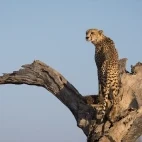 Cheetah in Timbavati Private Game Reserve, South Africa