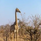 Giraffe in Timbavati Private Game Reserve, South Africa