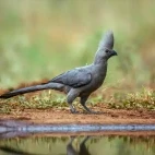 Grey go-away bird in Timbavati Private Game Reserve, South Africa
