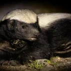 Honey badger in Timbavati Private Game Reserve, South Africa
