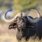 African buffalo in Timbavati Private Game Reserve, South Africa