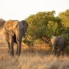 African elephant in Timbavati Private Game Reserve, South Africa