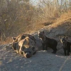 Hyena & cubs in Timbavati Private Game Reserve, South Africa
