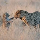 Leopard in Timbavati Private Game Reserve, South Africa