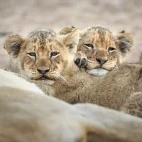 Lion cubs in Timbavati Private Game Reserve, South Africa