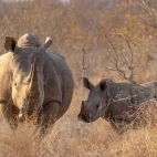 Rhino in Timbavati Private Game Reserve, South Africa
