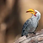 Southern yellow-billed hornbill in Timbavati Private Game Reserve, South Africa