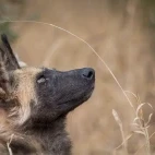 African wild dog in Timbavati Private Game Reserve, South Africa