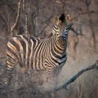 Zebra in Timbavati Private Game Reserve, South Africa