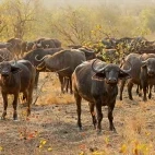African buffalo in Sabi Sands Game Reserve, South Africa