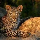 Leopard cub in Sabi Sands Game Reserve, South Africa