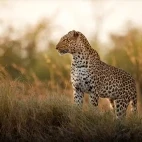 Leopard in Sabi Sands Game Reserve, South Africa