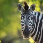 Zebra in Sabi Sands Game Reserve, South Africa