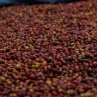 Coffee beans at Aregash Lodge in Ethiopia.