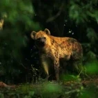 Spotted hyena at Aregash Lodge in Ethiopia.